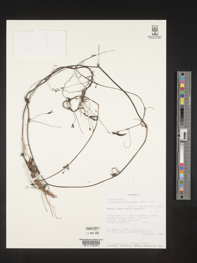 Trochomeria macrocarpa image