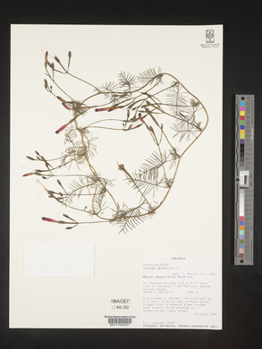 Ipomoea quamoclit image