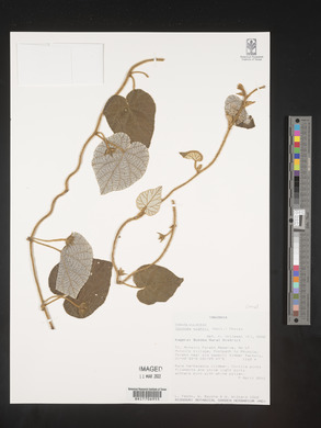 Ipomoea wightii image