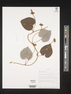 Ipomoea wightii image