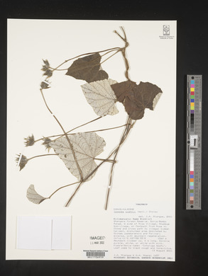 Ipomoea wightii image