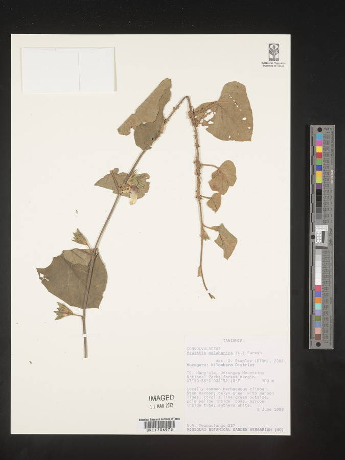 Hewittia malabarica image