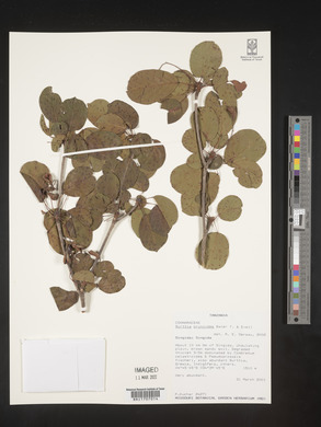 Burttia prunoides image