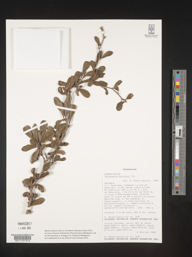 Terminalia boivinii image