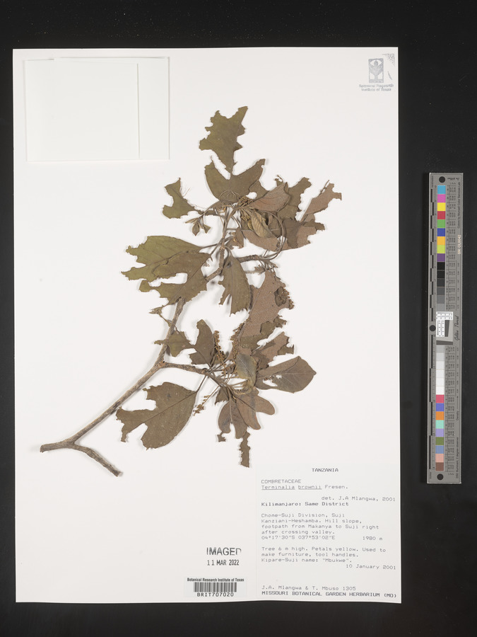 Terminalia brownii image