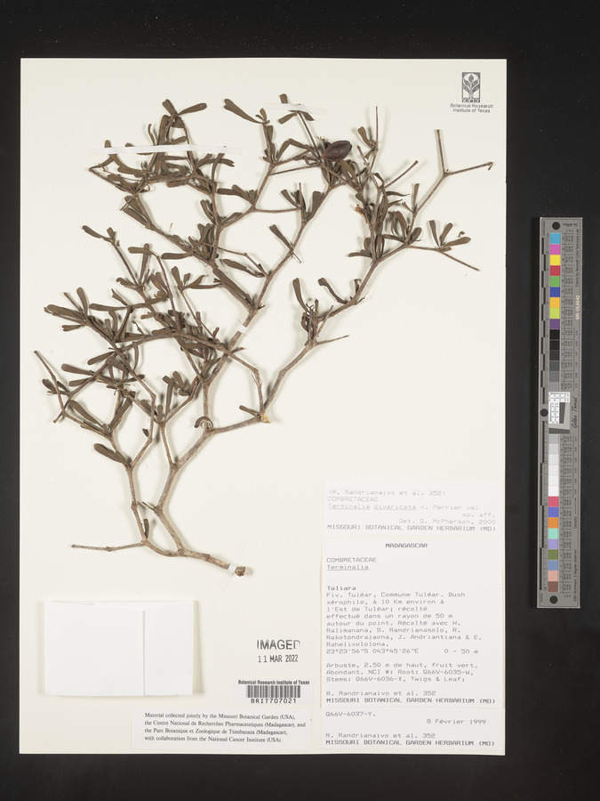 Terminalia divaricata image