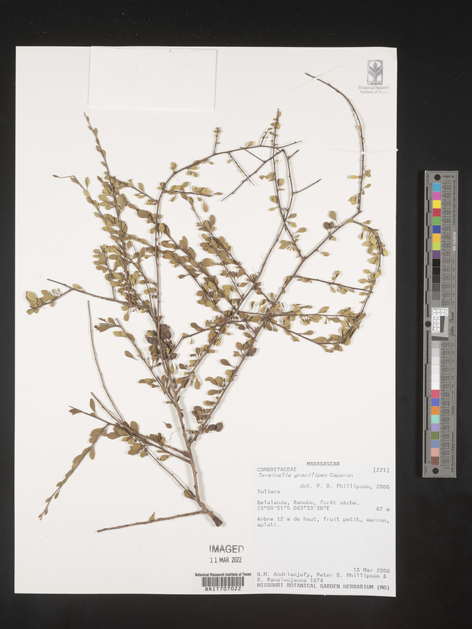 Terminalia gracilipes image