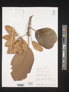 Terminalia mollis image