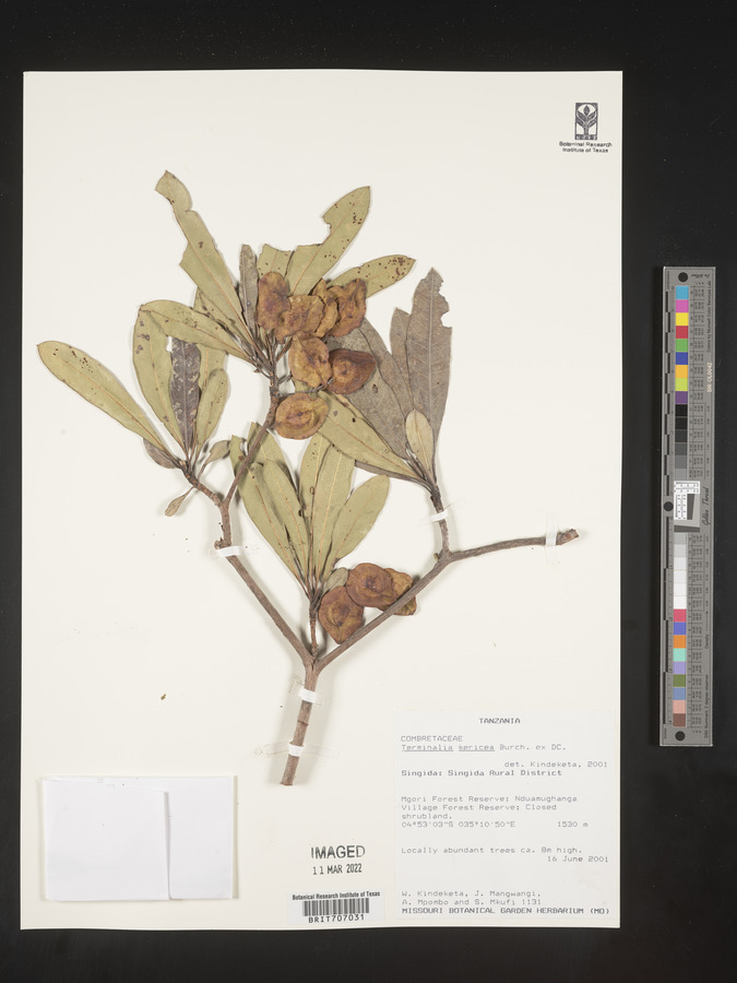 Terminalia sericea image