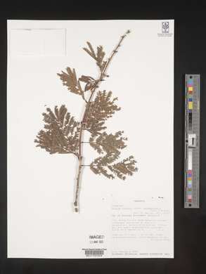 Acacia robusta image