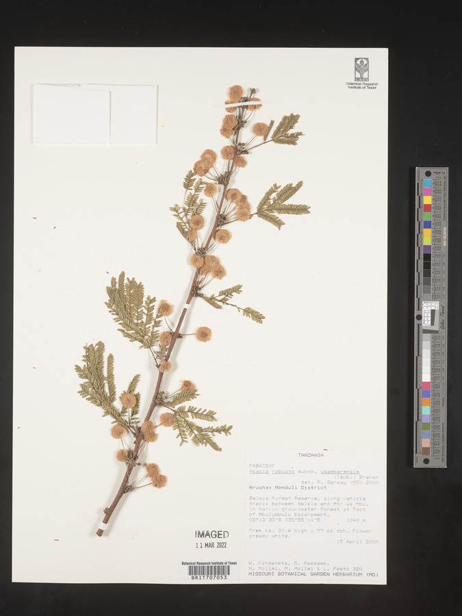 Acacia robusta subsp. usambarensis image