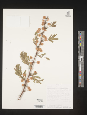 Acacia robusta image