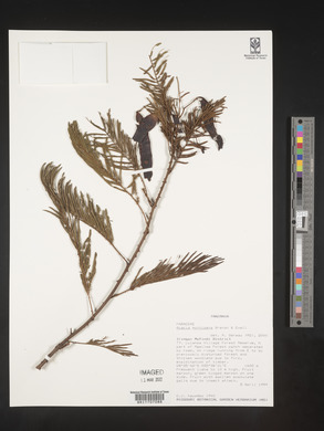 Acacia montigena image