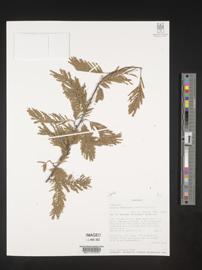 Acacia adenocalyx image