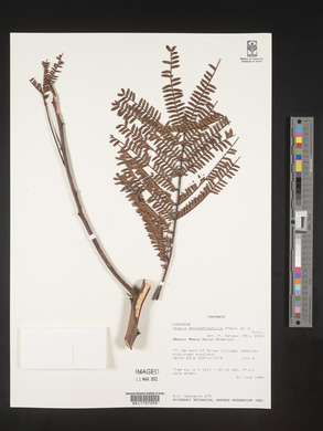 Vachellia amythethophylla image