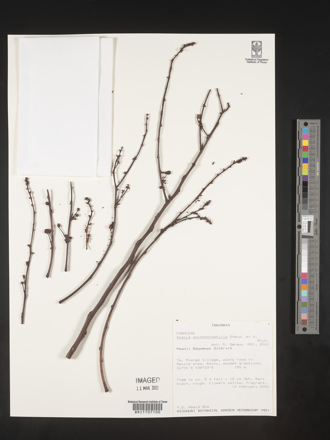 Vachellia amythethophylla image