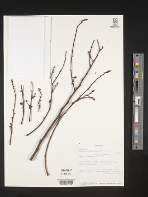 Acacia amythethophylla image