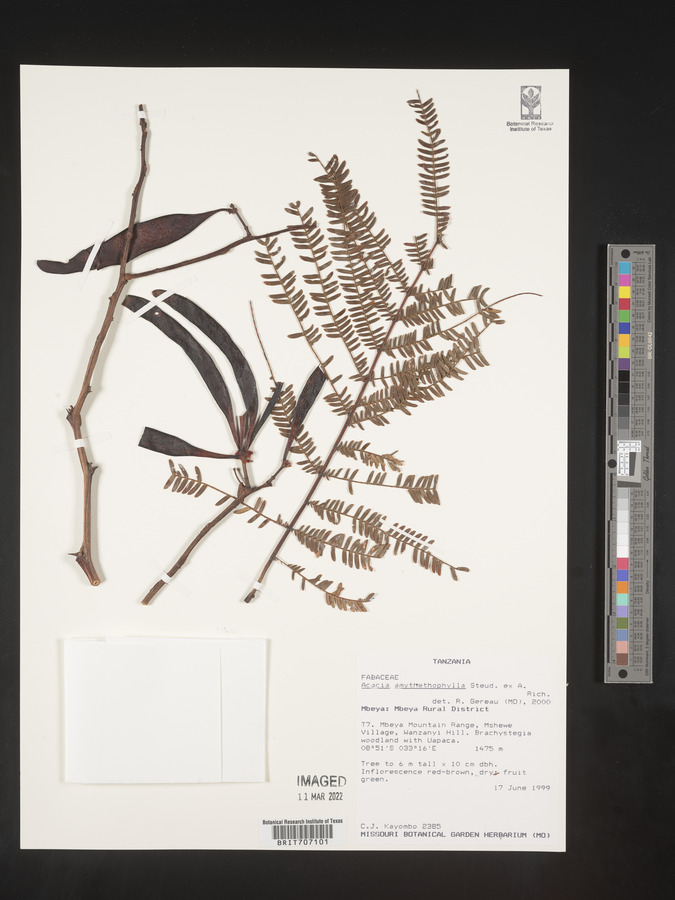 Vachellia amythethophylla image