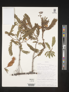 Acacia brevispica image