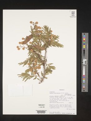 Acacia brevispica image