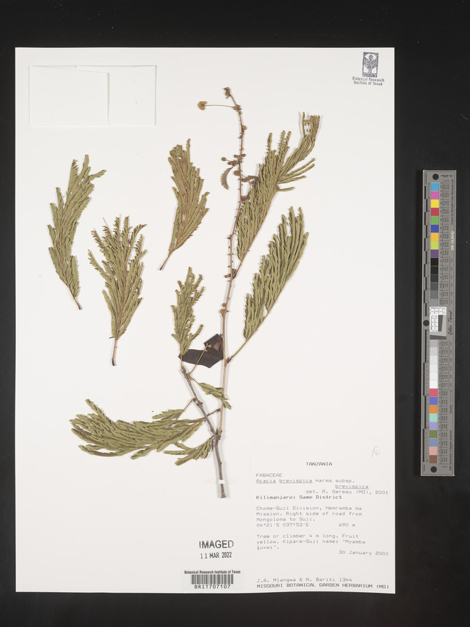 Acacia brevispica image