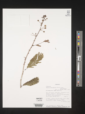 Acacia brevispica image