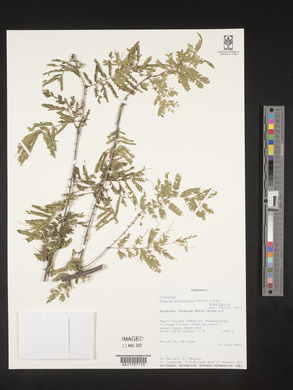 Acacia brevispica image