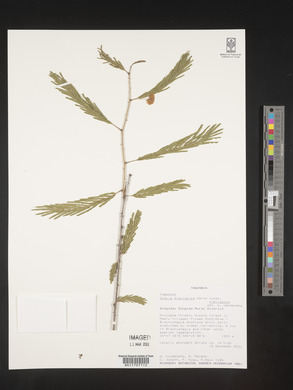 Acacia brevispica image