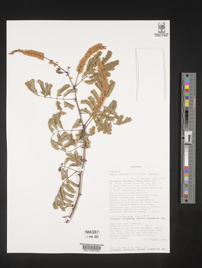 Acacia goetzei subsp. goetzei image