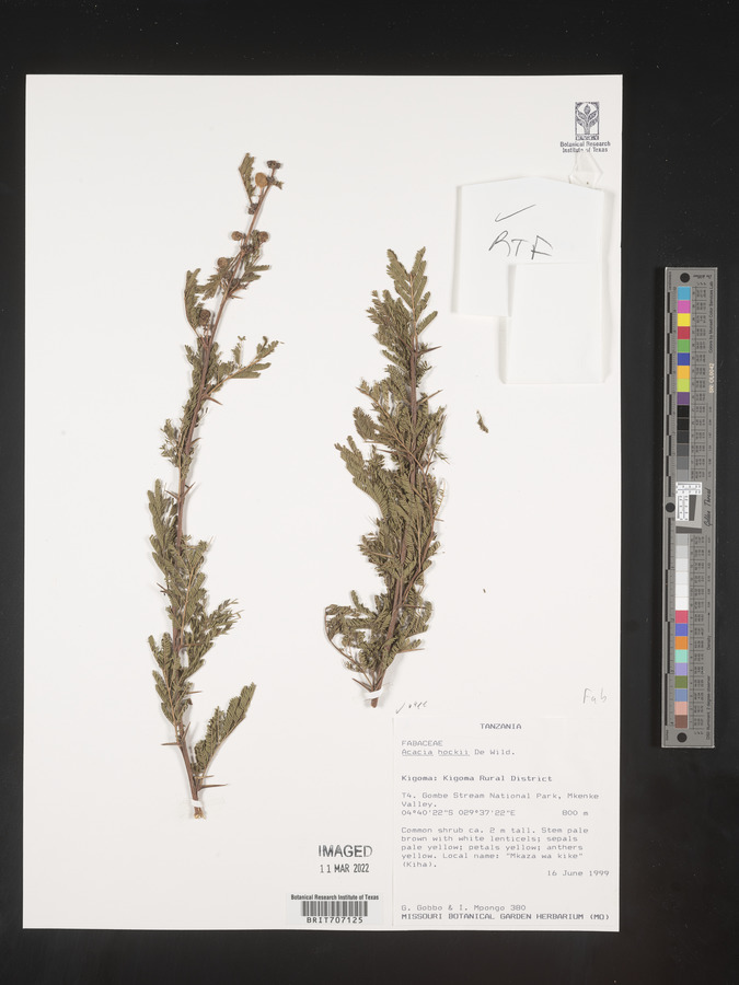 Acacia hockii image