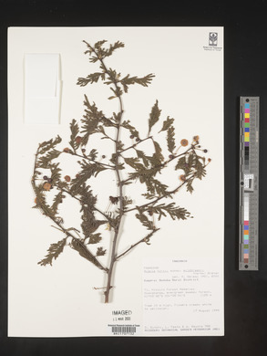 Acacia kirkii image