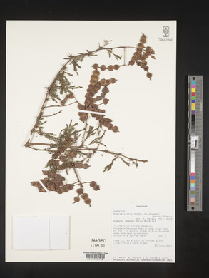 Acacia kirkii subsp. mildbraedii image