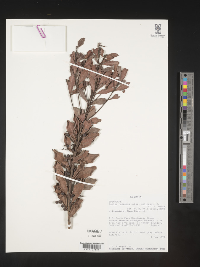 Euclea racemosa subsp. schimperi image