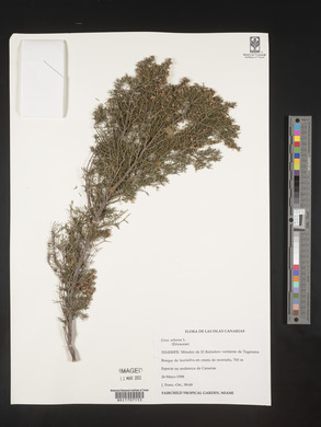 Erica arborea image