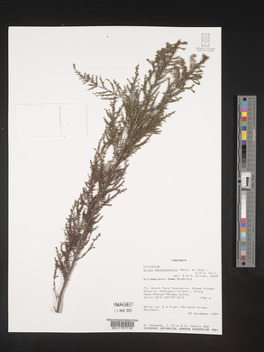 Erica benguelensis image