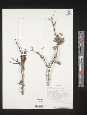 Acacia tanganyikensis image