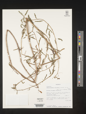 Aeschynomene schimperi image