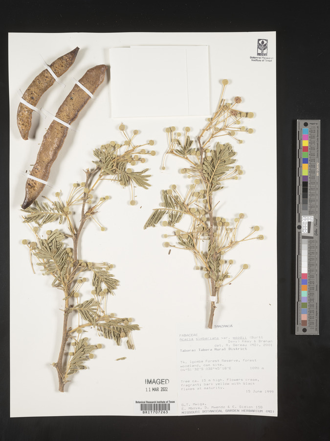 Acacia sieberiana var. woodii image