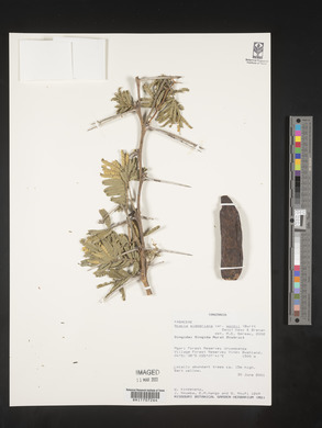 Acacia sieberiana var. woodii image