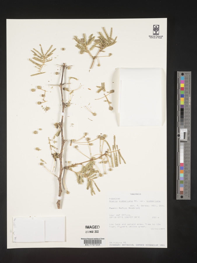 Acacia sieberiana var. sieberiana image