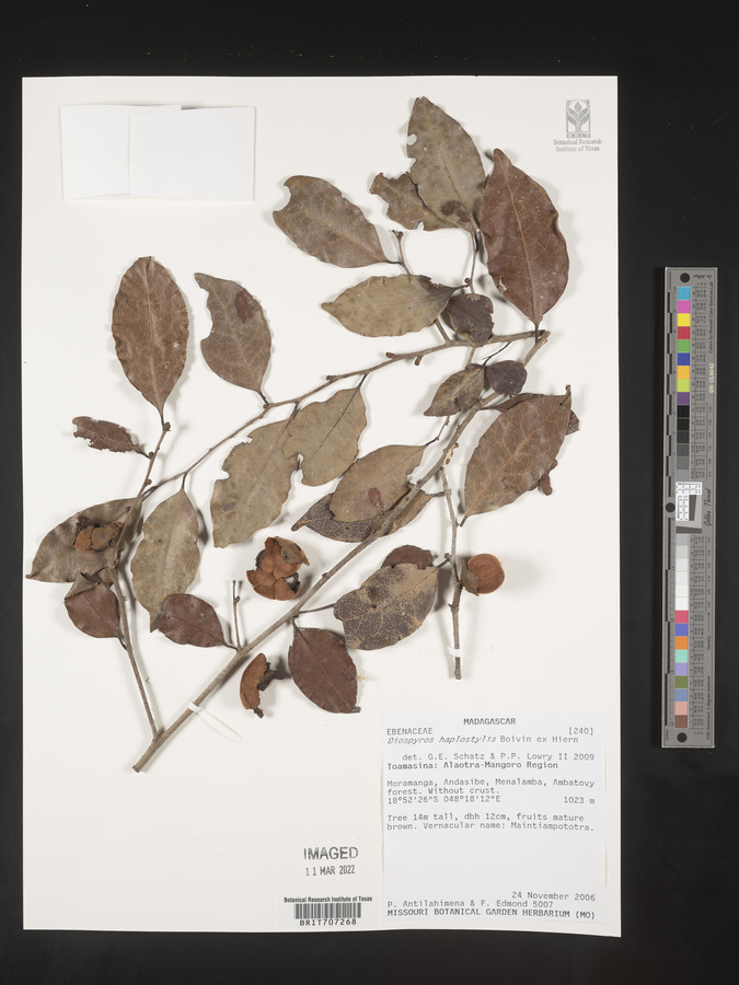 Diospyros haplostylis image