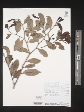 Diospyros haplostylis image