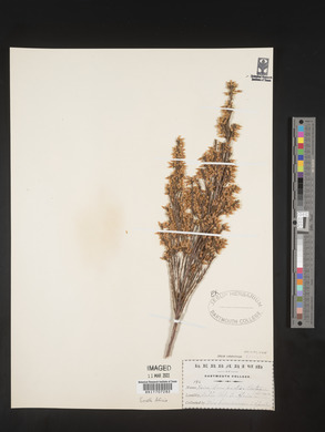 Erica lutea image