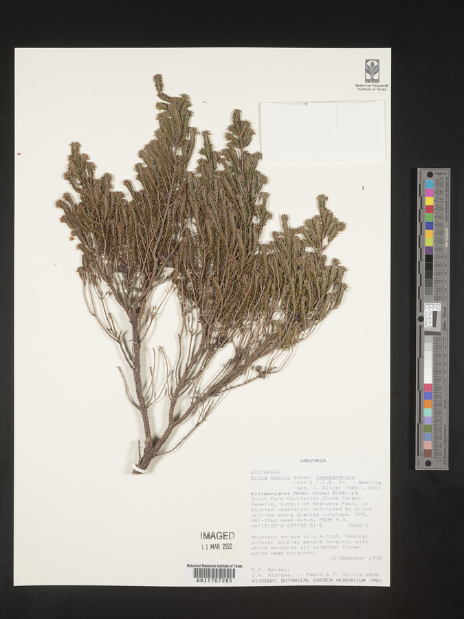 Erica mannii subsp. usambarensis image