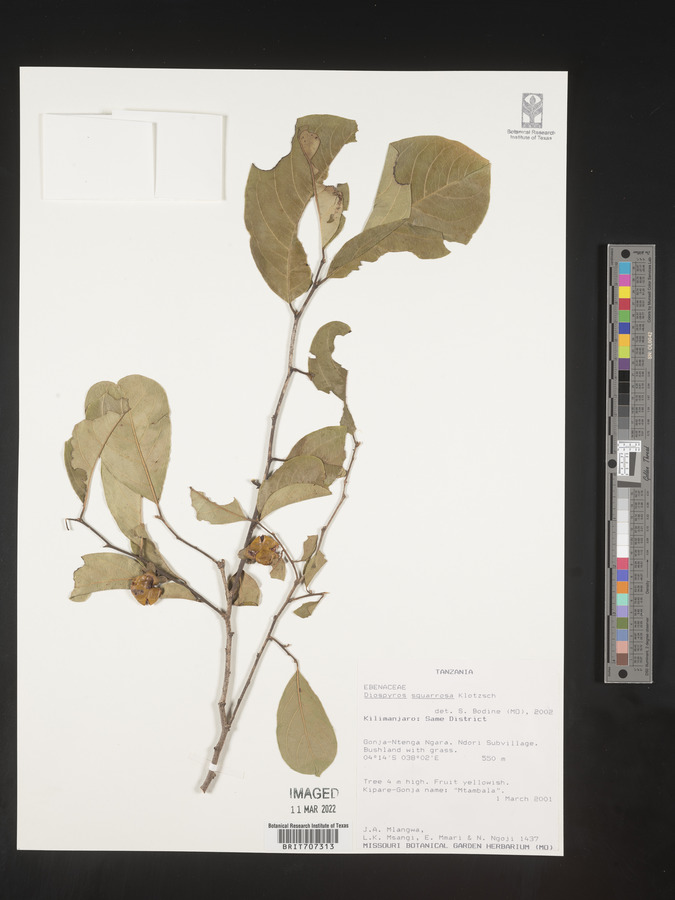 Diospyros squarrosa image
