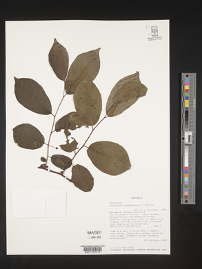 Diospyros loureiroana image