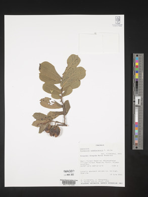 Diospyros loureiroana subsp. loureiroana image