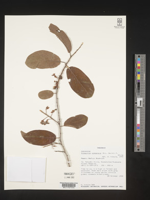 Diospyros zombensis image