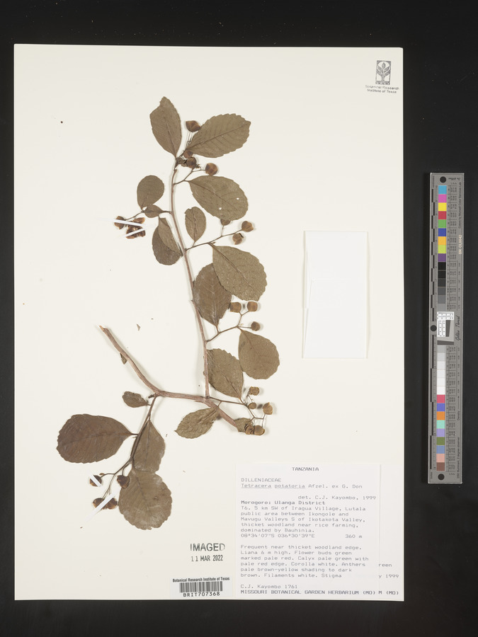 Tetracera potatoria image