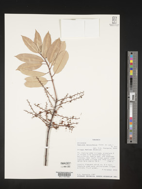 Agauria salicifolia image